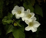 Convolvulus