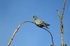 Stock Dove
