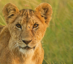 Cub Portrait