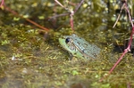 Marsh Frog