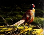 Cock pheasant. Early morning sun.