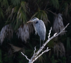 Great Blue Heron _0096