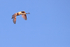 Roseate Spoonbill (juvenile) flying wings down, Gatorland, Florida