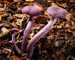 Amethyst Deceiver (02)