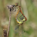 Ruddy Darter (Sympetrum sanguineum)