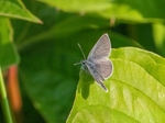 Small Blue