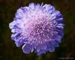 Field Scabious (02)