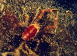 Galathea intermedia
