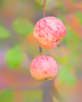 OCTOBER APPLES - BRUCE COUNTY