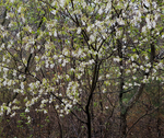 Serviceberry--Norfolk County