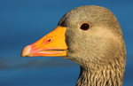 Greylag