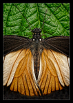 Doris Longwing Butterfly