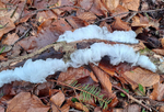 Hair Ice