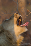 Yawning lion