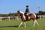 Class 27: Ridden Plaited Coloured Horse portfolio