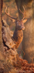 Red Deer