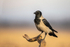 Hooded Crow