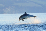 Bottlenose Dolphin jumps with fish, Chanonry Point, Scotland
