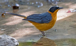 Snowy Crowned Robin Chat