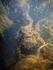 A male common toad in amplexus with the much larger female. Males ofte