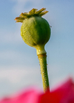 Poppy Seed Head-2