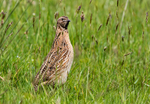 Common Quail.