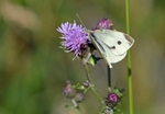 Small White