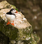 Puffin