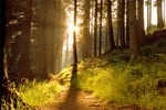 Gwydir Forest Z82-7-12