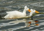 Crested Duck 1