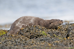Otter - Lutra lutra