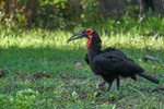 Southern Ground-Hornbill with prey