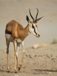 Springbok