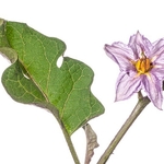 Aubergine, Egg Plant (Solanum melongena)  MYN