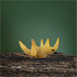 Small Stagshorn Fungus