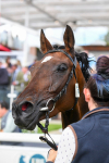 290723-Race 5-Baez-0878