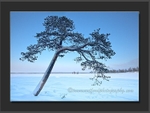 Arctic Tree