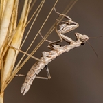 European dwarf mantis ( Ameles spallanzania