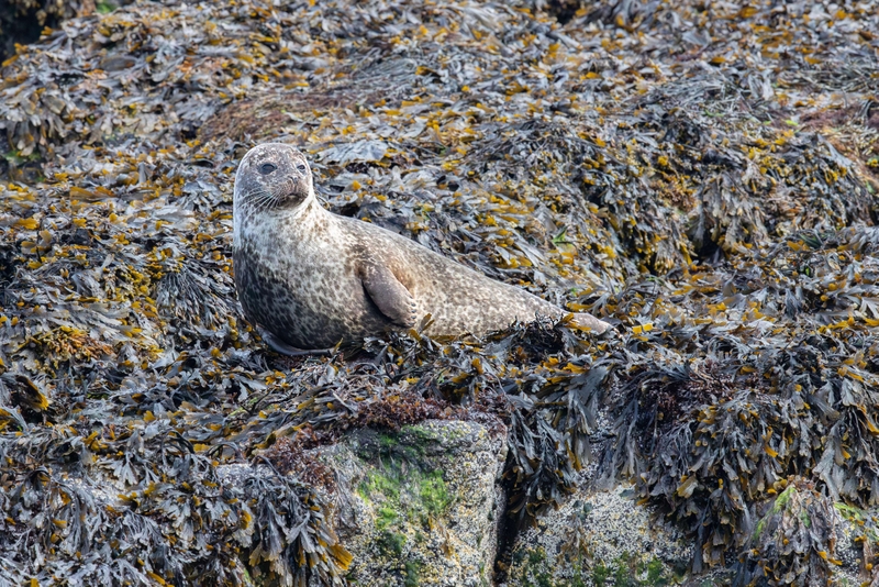 Common Seal - Isle of Skye - Scotland
