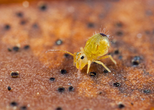 On the underside of a fallen leaf. Warwickshire, November 2012.