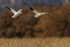 Snow Geese flying above cornfield, Bosque del Apache, New Mexico