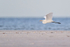 Great Egret flying along beach, Fort De Soto, Florida