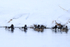 Ring-necked Ducks (male & female), Yellowstone National Park, Wyoming