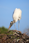 Wood Stork arranging nest, Wakodahatchee Wetlands, Florida