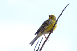 Atlantic Canary