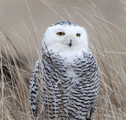 Snowy Owls portfolio