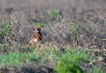 Pheasant