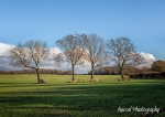 Lincolnshire Field