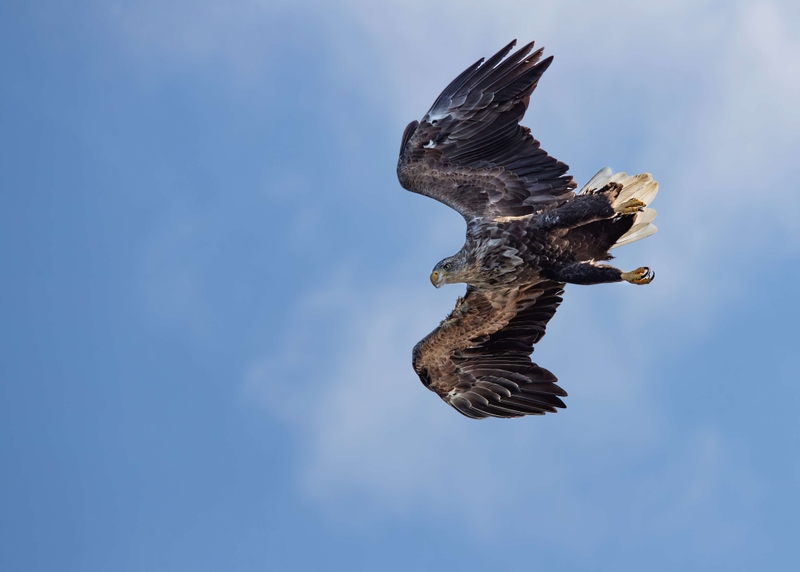 White Tailed Eagle - Isle of Mull - Scotland