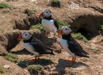 Puffins on Skomer Island